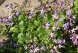 Campanula garganica. Цветущее растение. Германия, г. Дюссельдорф, Ботанический сад университета. 04.05.2014.