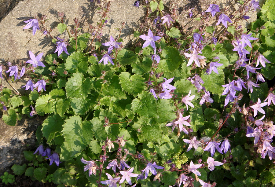 Изображение особи Campanula garganica.