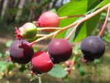 Amelanchier spicata
