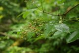 Sambucus nigra