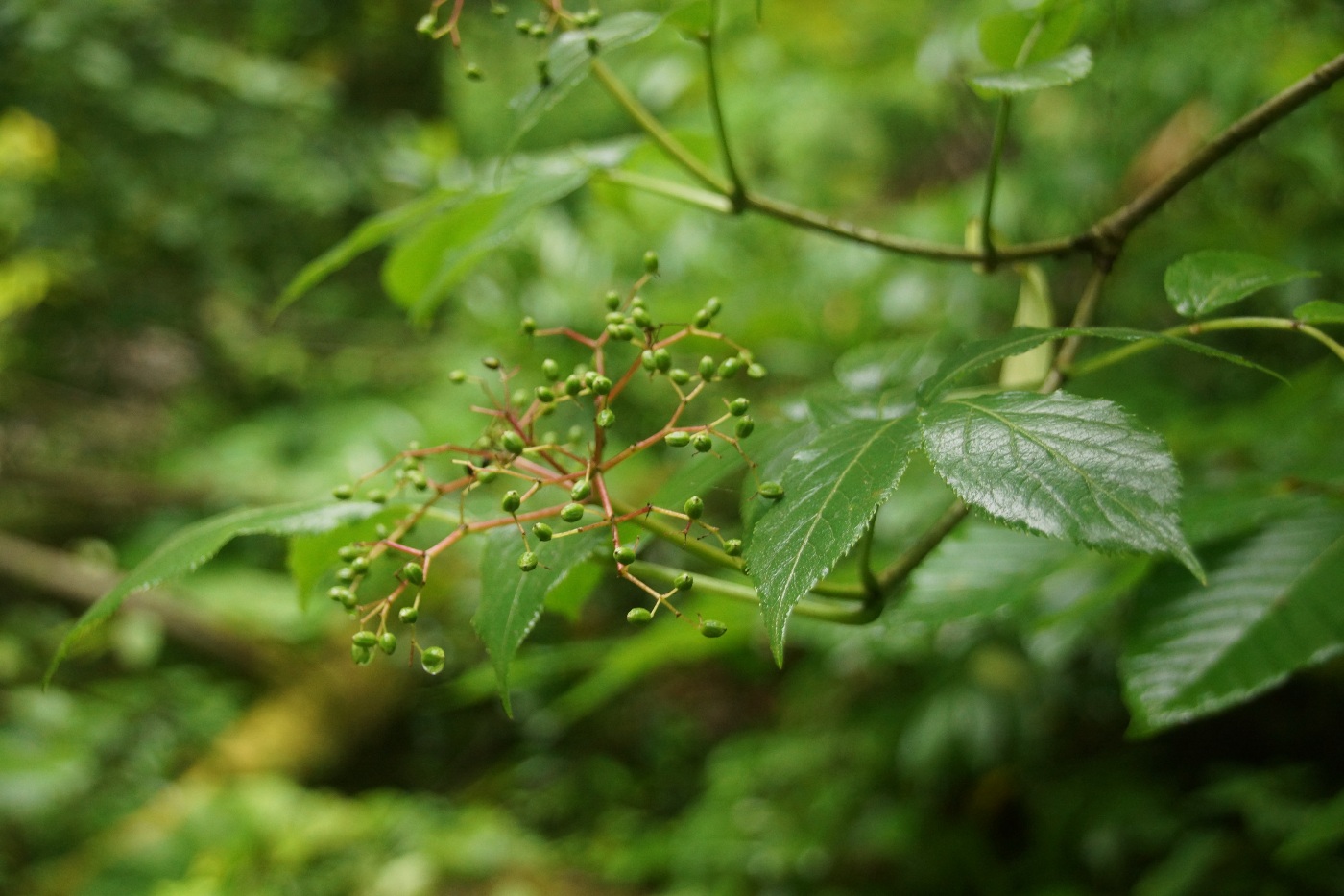 Изображение особи Sambucus nigra.