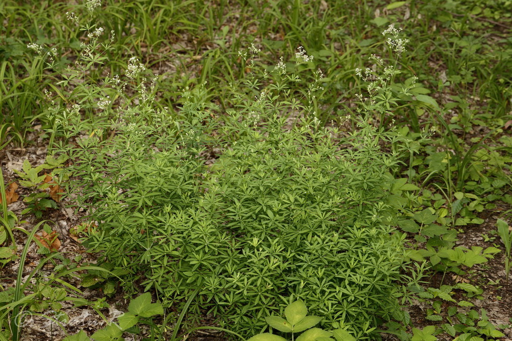 Image of Galium intermedium specimen.