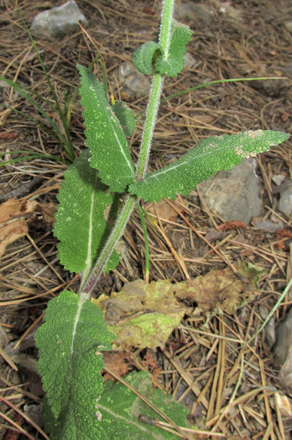 Изображение особи Salvia virgata.