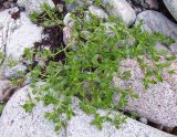 Honckenya peploides subspecies diffusa. Растение на прибрежных камнях. Кольский полуостров, Восточный Мурман, губа Ярнышная. 20.07.2009.