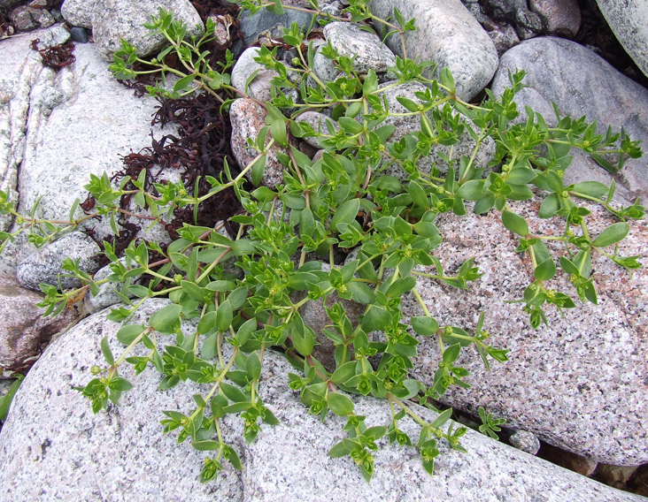 Image of Honckenya peploides ssp. diffusa specimen.