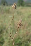 Crepis setosa