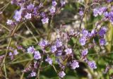 Limonium gmelinii. Часть соцветия. Украина, Запорожская обл., Бердянский р-н, г. Бердянск, Бердянская коса, влажная низина. 01.08.2014.