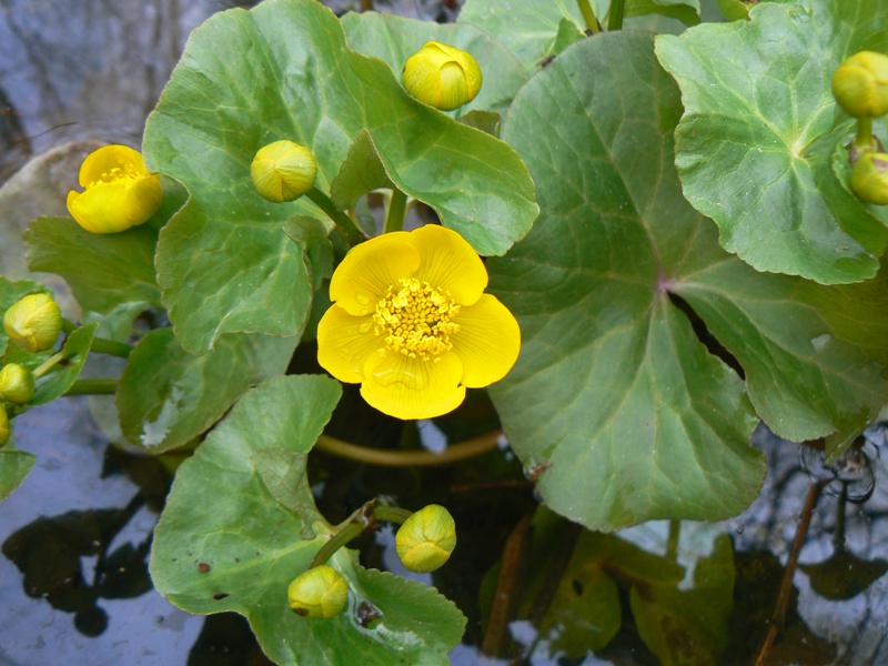 Изображение особи Caltha palustris.