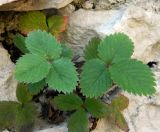 Potentilla micrantha