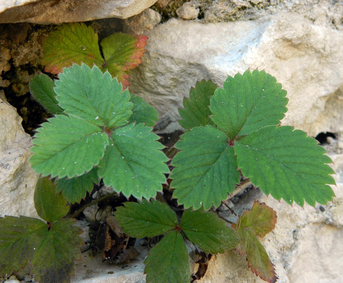 Изображение особи Potentilla micrantha.