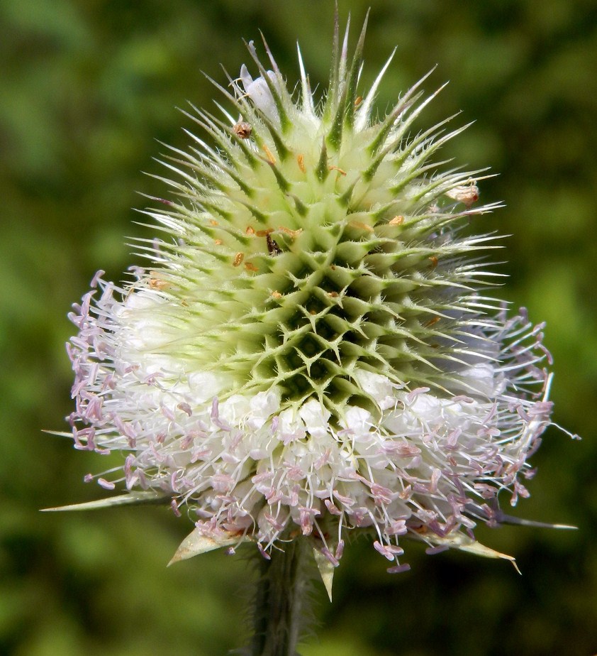 Изображение особи Dipsacus laciniatus.