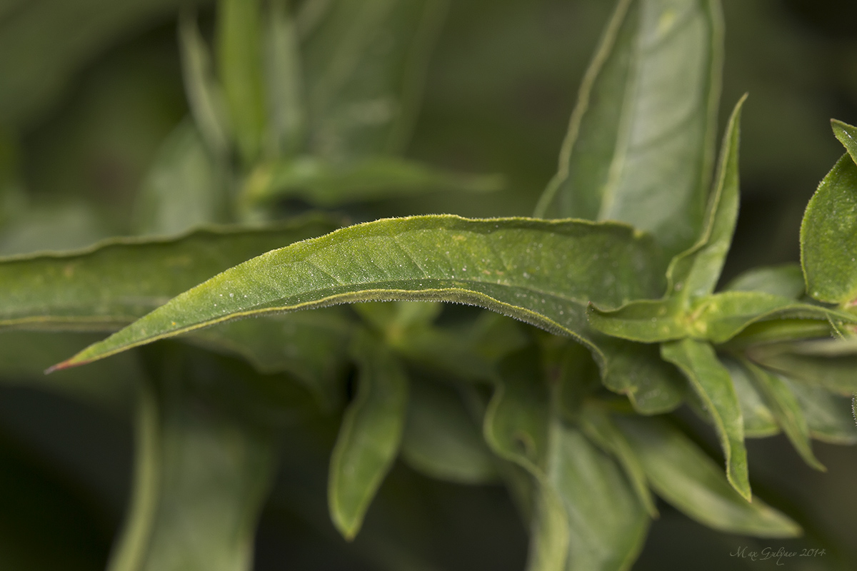 Image of Lythrum salicaria specimen.