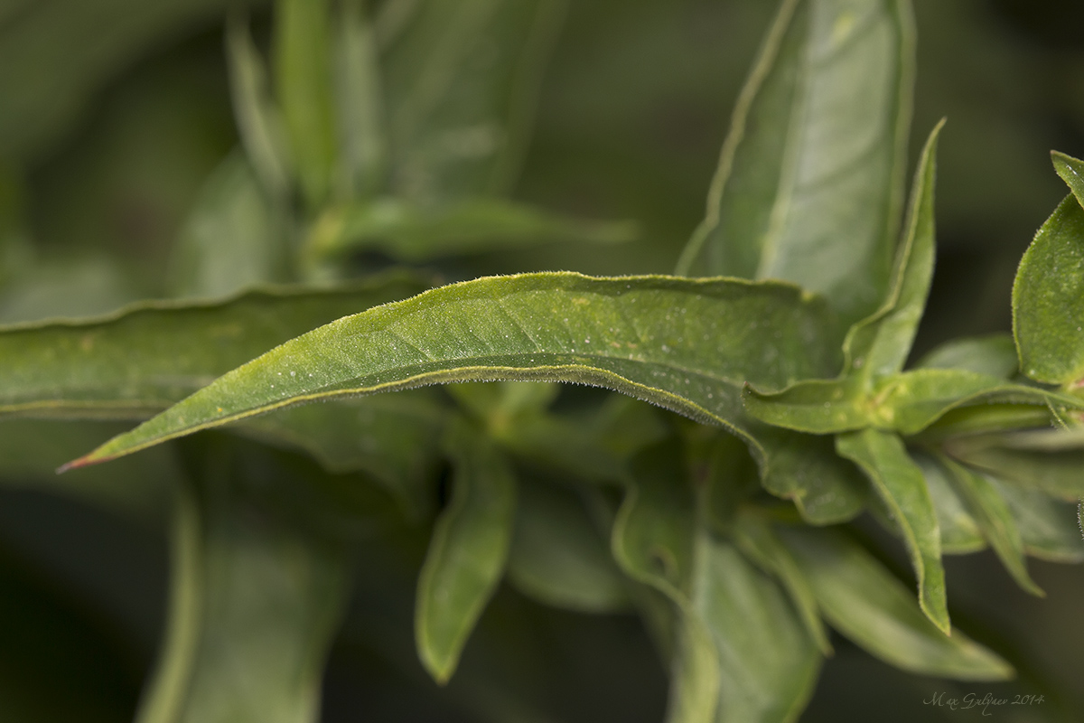 Изображение особи Lythrum salicaria.