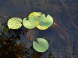 genus Nymphaea. Вегетирующее растение. Ленинградская обл., окр. озера Верхолино. 14.09.2014.