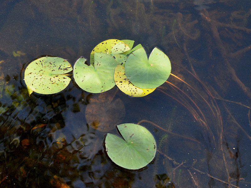 Image of genus Nymphaea specimen.