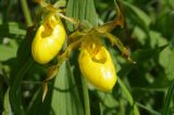 Cypripedium parviflorum var. pubescens