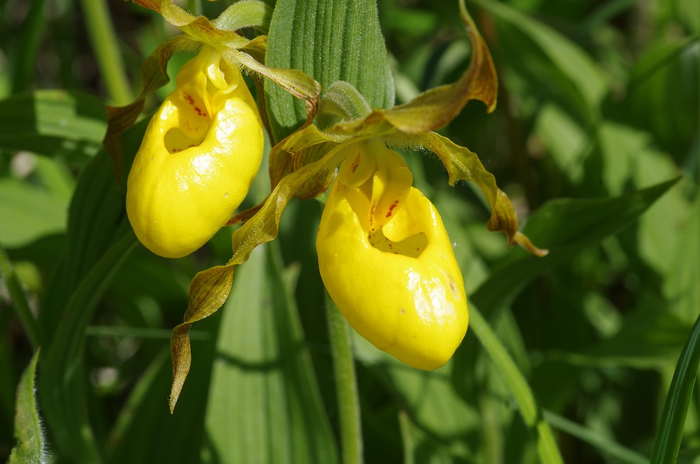 Image of Cypripedium parviflorum var. pubescens specimen.