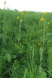 Ligularia glauca