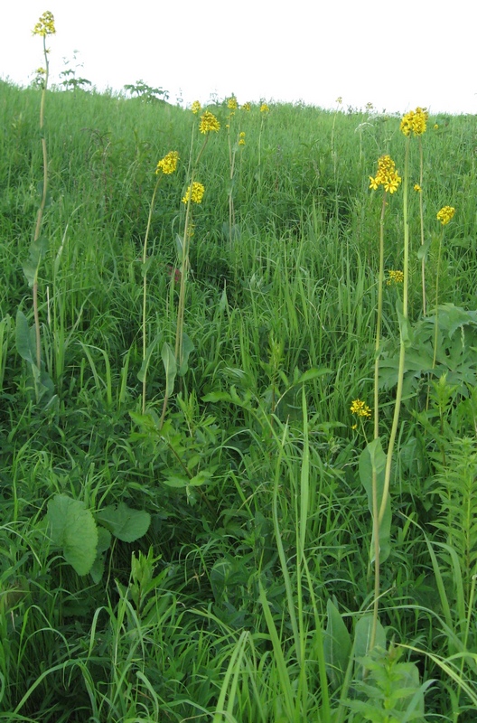 Изображение особи Ligularia glauca.