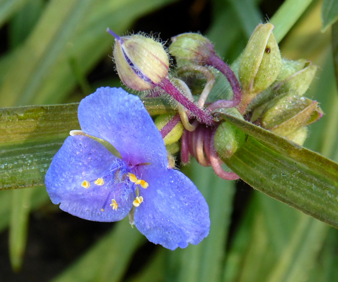 Изображение особи Tradescantia virginiana.