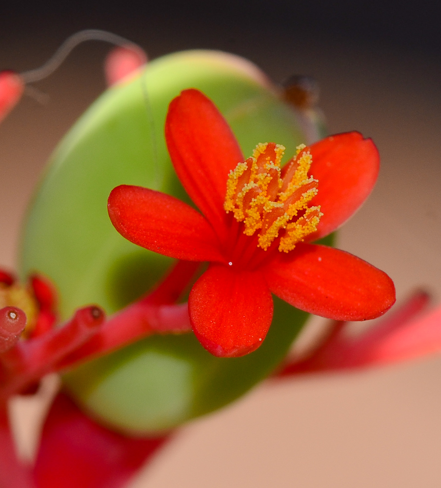 Изображение особи Jatropha podagrica.