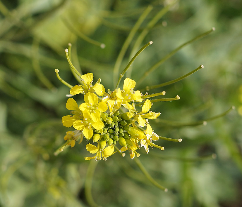 Изображение особи Sisymbrium loeselii.