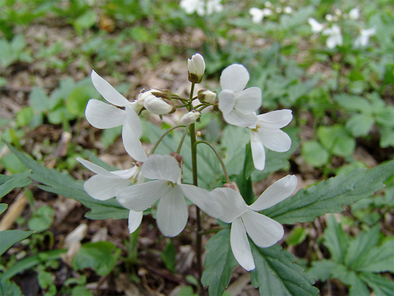 Image of Cardamine quinquefolia specimen.
