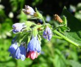 Symphytum caucasicum