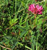 Trifolium medium