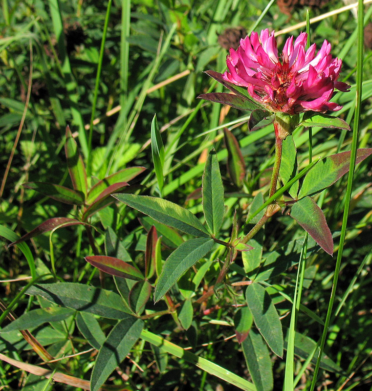 Изображение особи Trifolium medium.