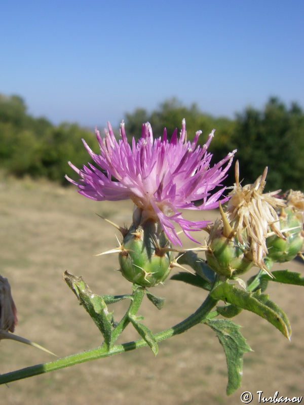 Изображение особи Centaurea iberica.