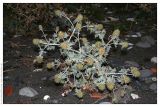 Eryngium maritimum. Цветущее растение. Республика Абхазия, г. Сухум, морской пляж. 18.08.2009.