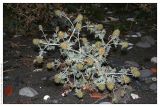 Eryngium maritimum