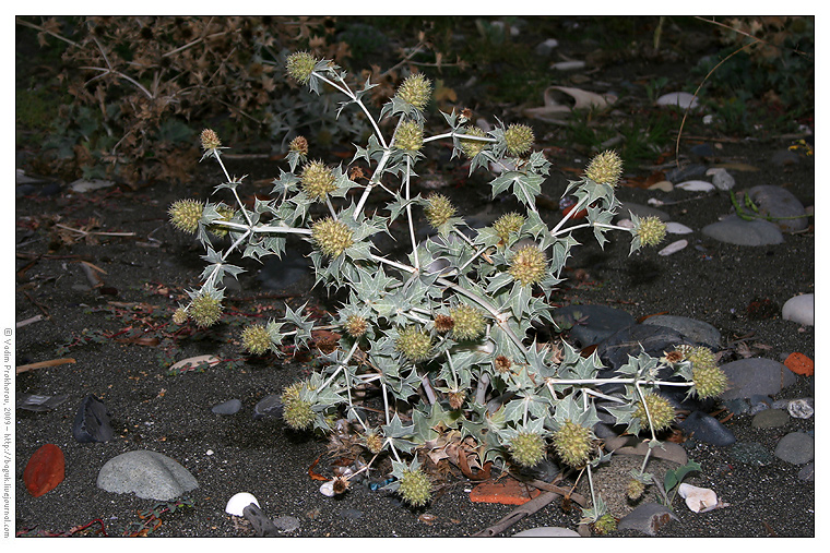 Изображение особи Eryngium maritimum.