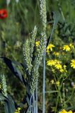 Triticum aestivum