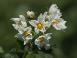 Solanum tuberosum. Соцветие. Белгородская обл., пос. Борисовка, огород. 28.06.2009.