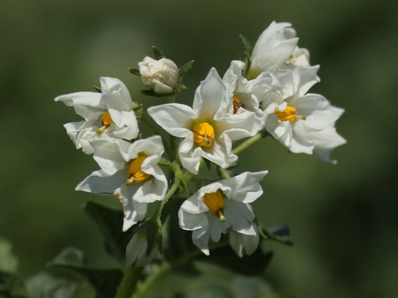 Изображение особи Solanum tuberosum.