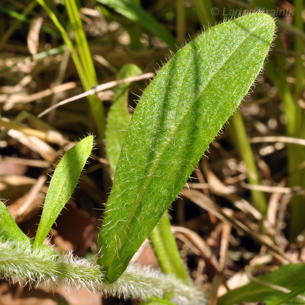 Изображение особи Mazus stachydifolius.