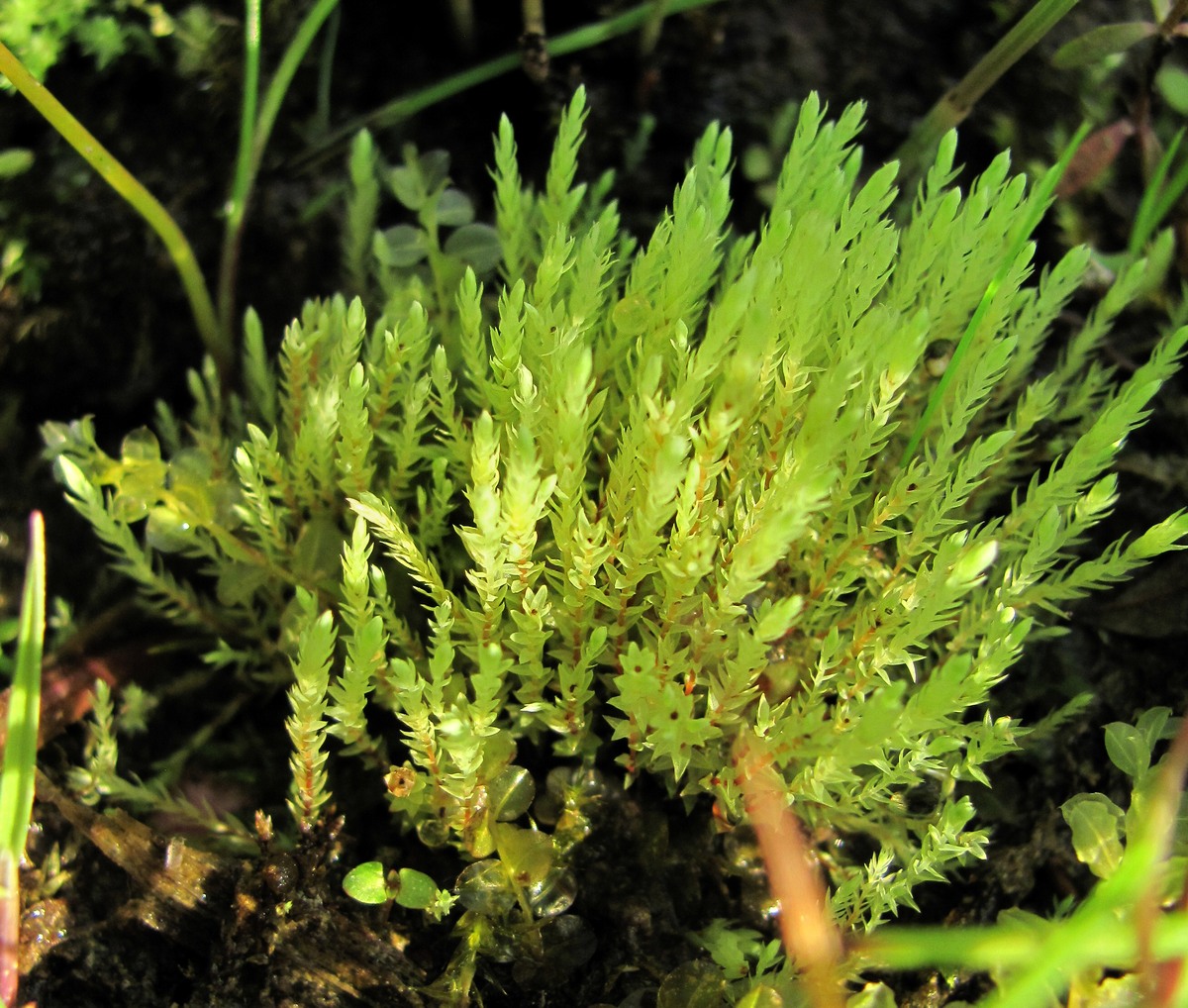 Image of Pohlia wahlenbergii specimen.