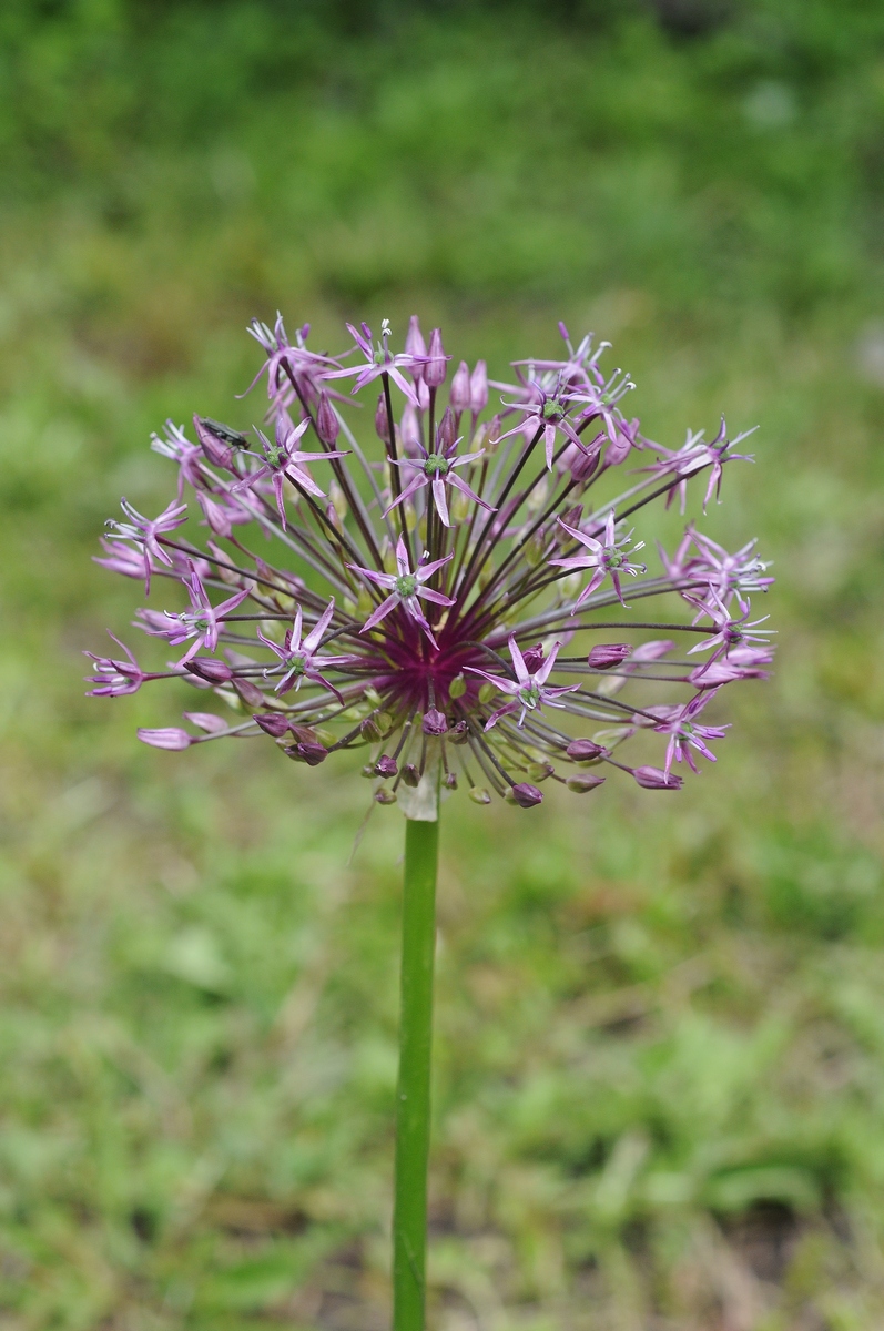 Изображение особи Allium rosenbachianum.