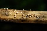 Image of taxon representative. Author is Геннадий Окатов