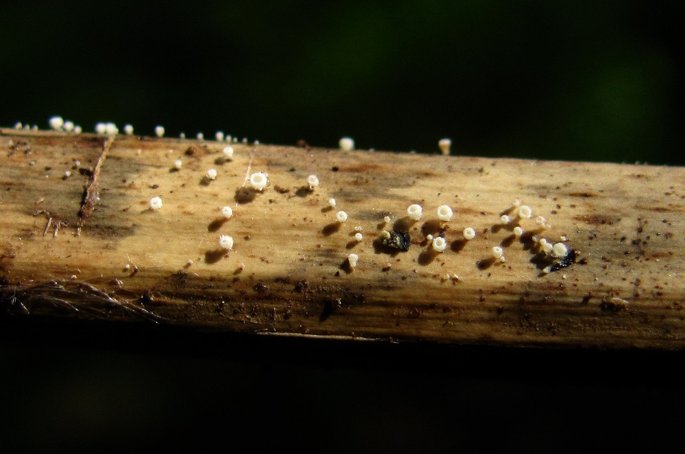 Image of Filipendula ulmaria specimen.