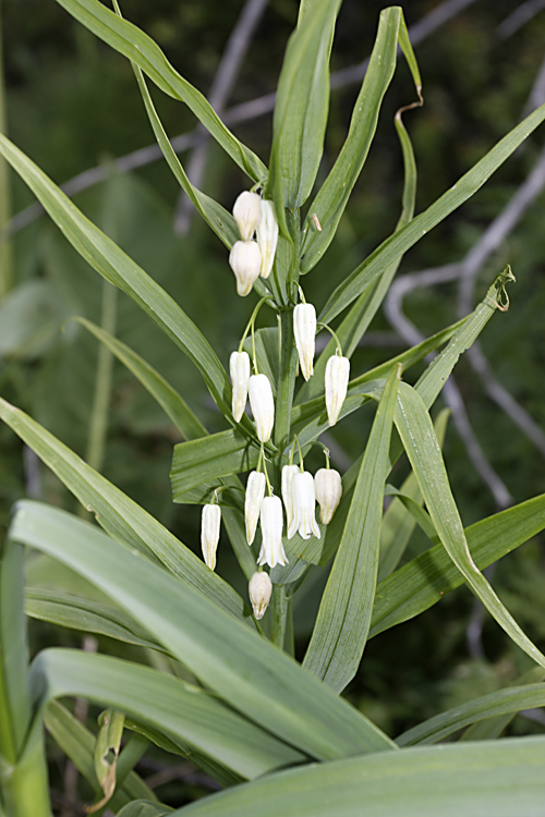 Image of Polygonatum sewerzowii specimen.