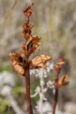 genus Orobanche. Верхушка сухого соплодия. Черногория, муниципалитет Будва, окр. крепости Космач (Kosmač), участок каменистой степи среди можжевелово-дубово-грабинникового редколесья на горном склоне. 13.10.2014.