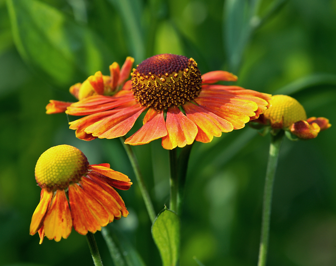 Изображение особи Helenium autumnale.