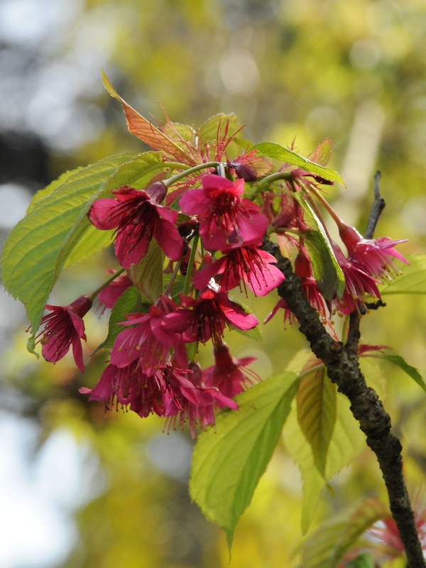 Image of Prunus campanulata specimen.