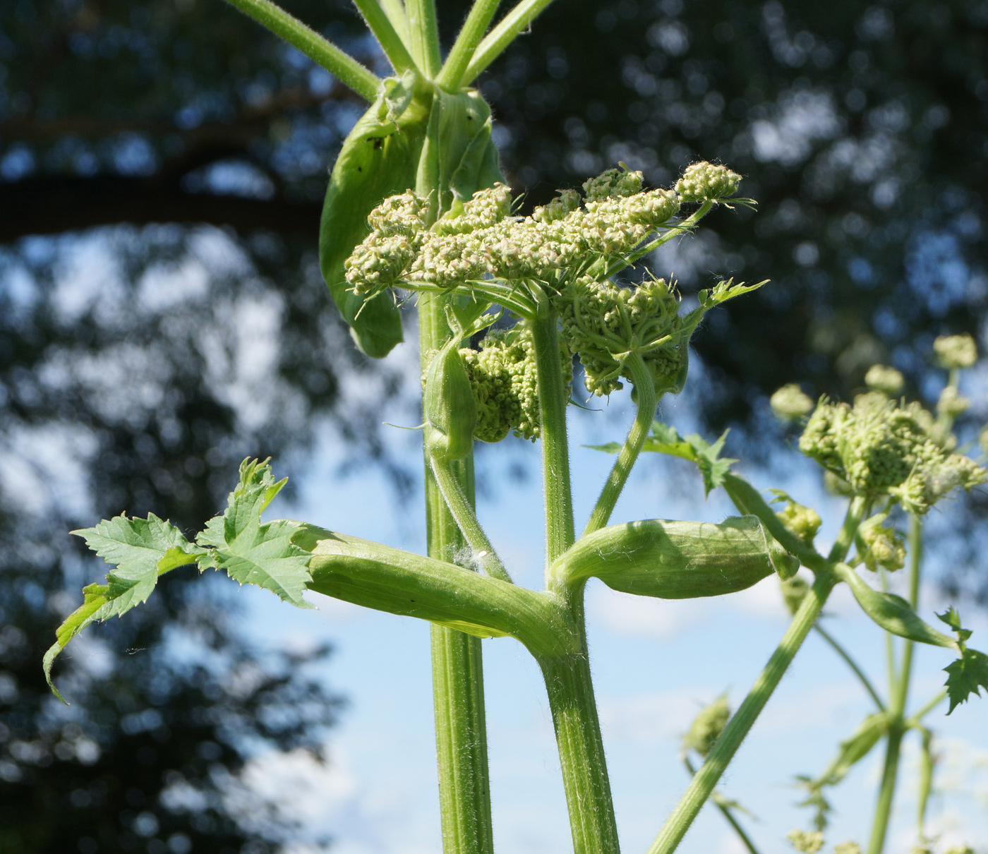 Image of Heracleum dissectum specimen.