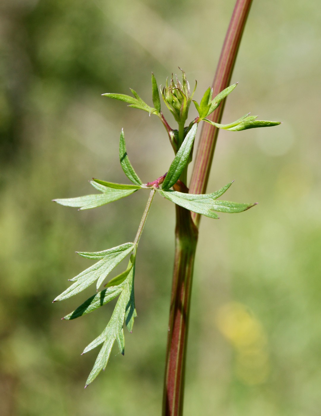 Изображение особи Xanthoselinum alsaticum.