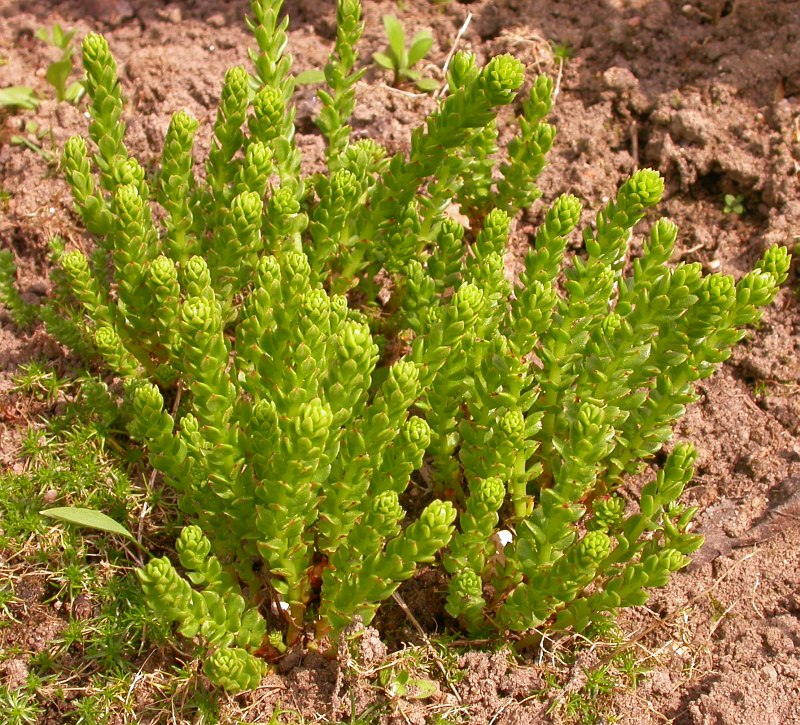 Image of Rhodiola gelida specimen.