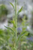 Tephroseris integrifolia. Часть побега. Адыгея, Майкопский р-н, плато Лаго-Наки, хр. Каменное море. 19.07.2015.